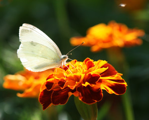 butterfly on flower