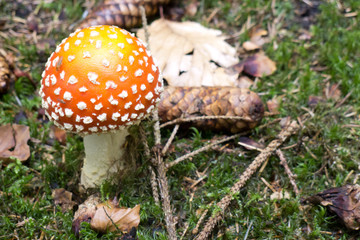 Amanita Mushroom