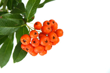 Sorbus aucuparia