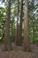 Fototapeta premium Western red cedar
