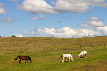 Naklejka na ściany i meble Three horses grazing in a meadow