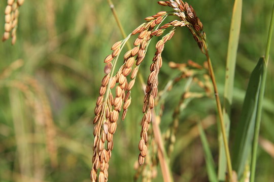 Epi de riz