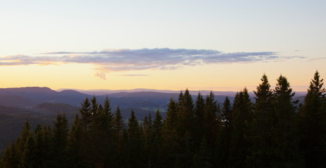 Fototapeta premium Spruce Dusk