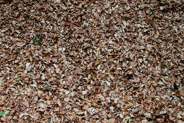 Dry leaves on ground