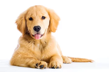 Keuken foto achterwand Hond schattige jonge golden retriever-hond