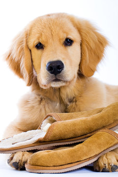 golden retriever with slippers