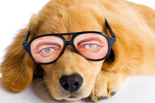 Funny Dog With Silly Novelty Glasses