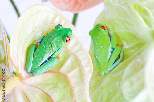 Two Red Eyed Tree Frogs On Leaves Stock Photo And Royalty