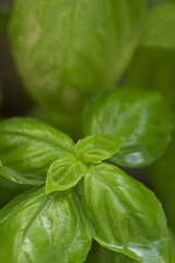 バジル