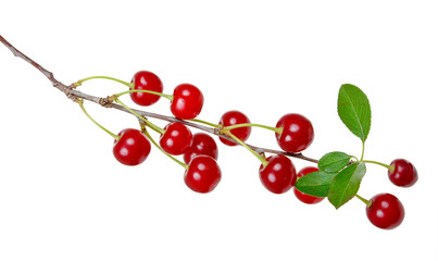 Branch of ripe cherries