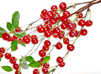 Branch of ripe cherries