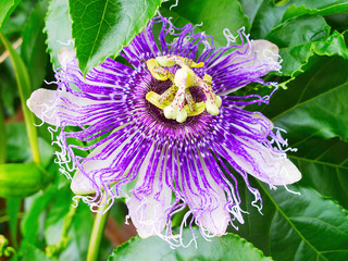 Maracuja (passion fruit) flower