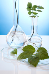 Laboratory glassware containing plants in laboratory