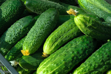 Cucumbers