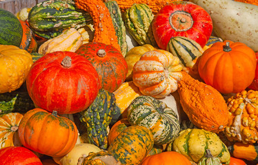 Colorful pumpkins