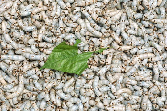 Silkworm