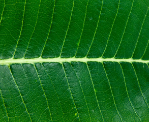 Close up of a green leaf.
