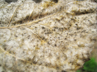 trockenes Baltt im Herbst 33