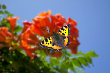 peacock butterfly with open wings