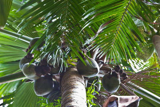 cocotier de mer, lodoicea maldivica, Seychelles