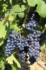 grappes de raisin noir