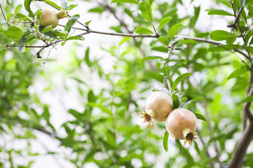 pomegranate on branch