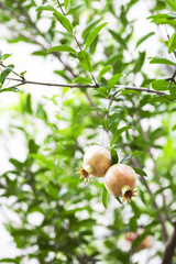 pomegranate on branch