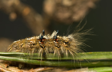 Dendrolimus pini