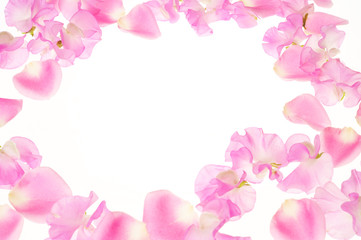 Fototapeta na wymiar Płatek różowy