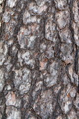 bark pine tree in the background