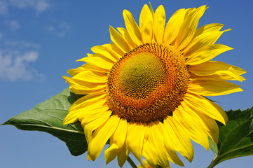 Naklejka premium big sunflowers against the sky
