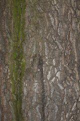 hintergrund oder textur einer walnussbaum rinde