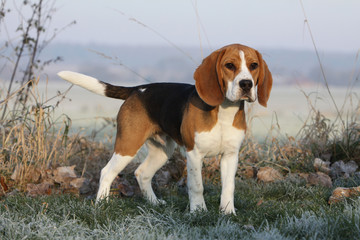 beautiful beagle outside in winter - obrazy, fototapety, plakaty