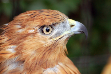 hawk