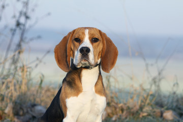 portrait de beagle
