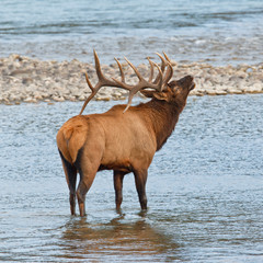 Bugling bull elk, cervus canadensis