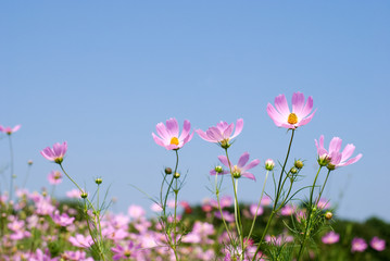 Obraz na płótnie Canvas ピンクのコスモスの花と青空