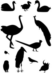 birds collection