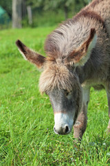 Fototapeta premium Eselin