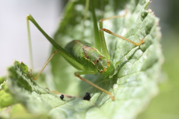 heuschreck II