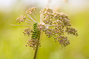 The swallowtail caterpillar on the flower in sunset