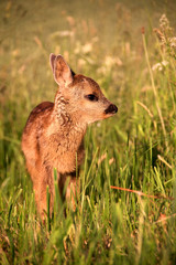 Fawn