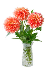 Three Red dahlias in the vase isolated on white