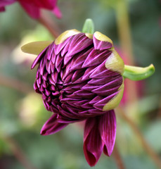 Dahlia