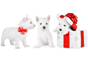 Fototapeta na wymiar 3 piękne puppys na białym tle