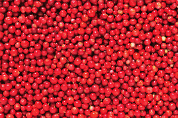 Cowberry or lingonberry (Vaccinium vitis-idaea )