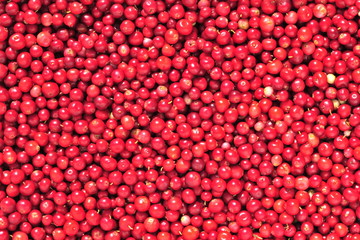 Cowberry or lingonberry (Vaccinium vitis-idaea )