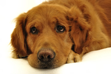 Golden retriever dog very expressive face close up.