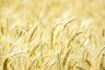 wheat