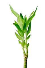 Obraz premium Green bamboo